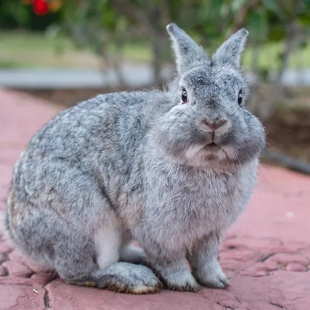 Hl Miraflor מלון פלאייה דל אינגלז