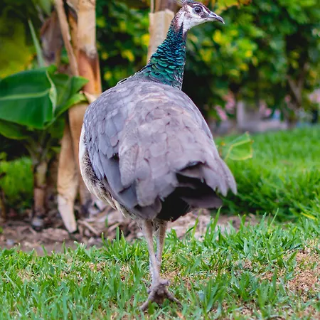 מלון Hl Miraflor