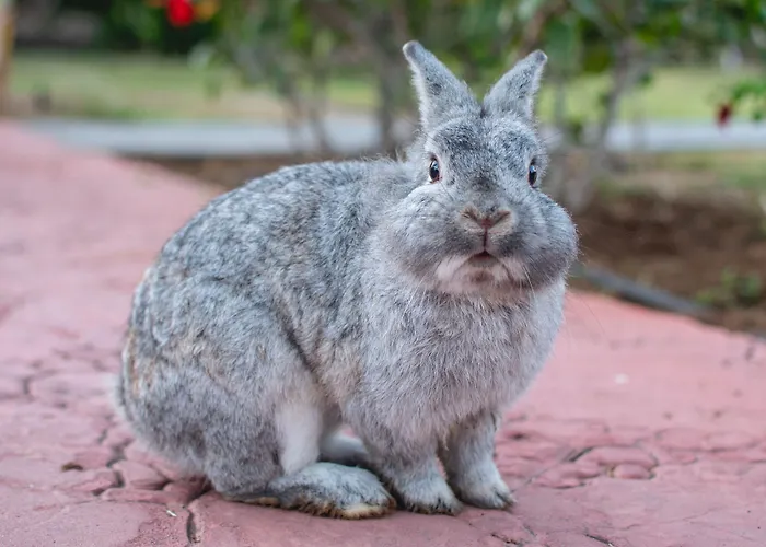 Hl Miraflor Ξενοδοχείο Πλάγια ντελ Ινγκλές